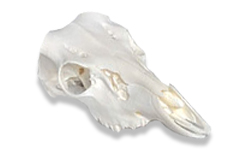 Buy Deer Skulls