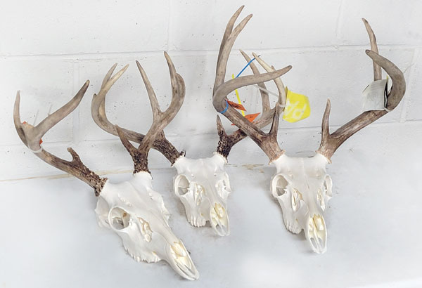 Deer Skull Cleaning Examples