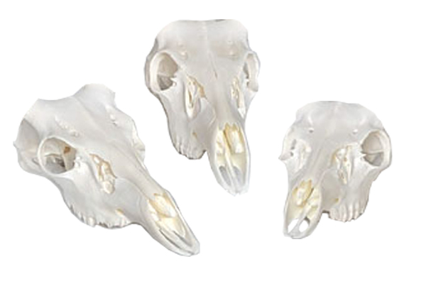 Deer Skulls Purchased