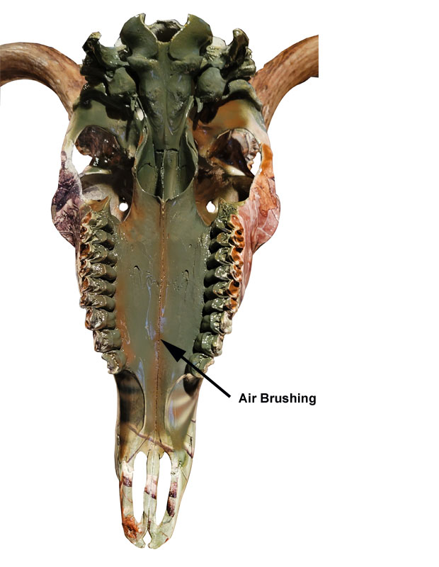 Air brushing deer skull