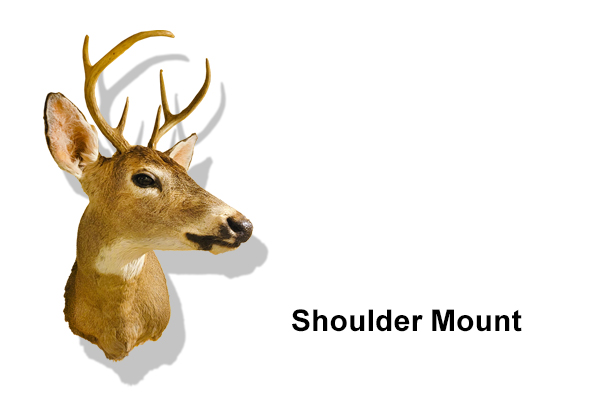 Deer Shoulder Mount