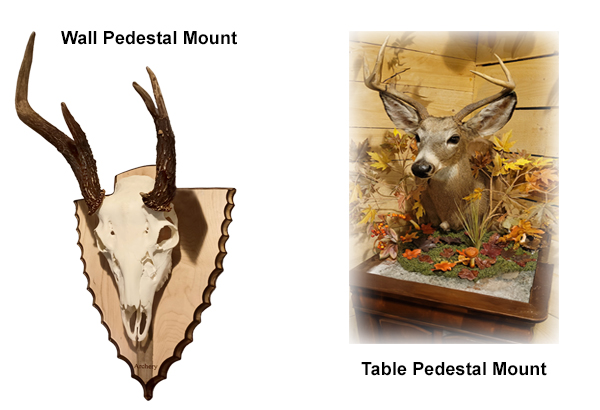 Deer Mounts For Walls and Table